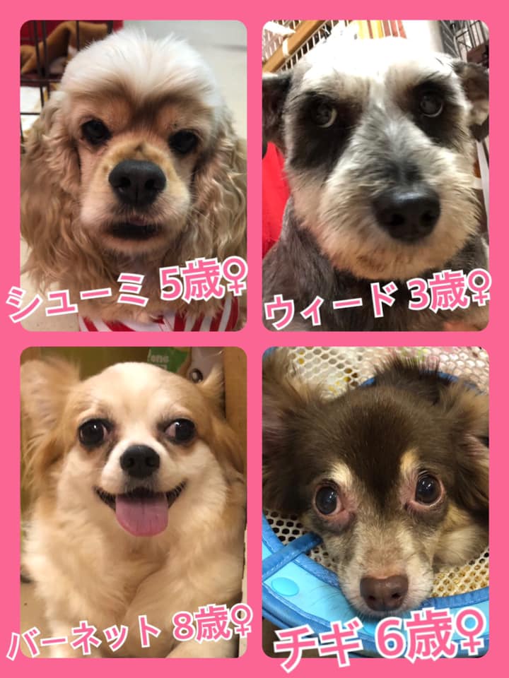 🐾今日の里親様募集中ワンコ🐶メンバーです🐾2020,7,14